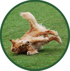 Leistung Hautkrankheiten