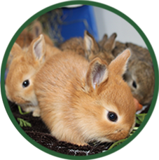 Leistung Kaninchenkrankheiten